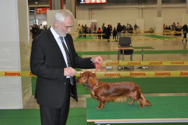 Jamnik d�ugow�osy NAILA